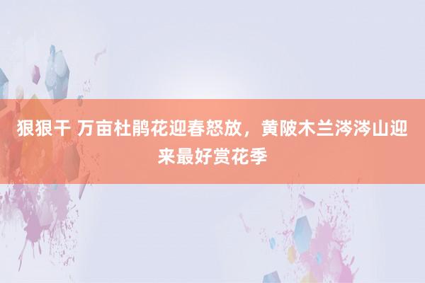 狠狠干 万亩杜鹃花迎春怒放，黄陂木兰涔涔山迎来最好赏花季